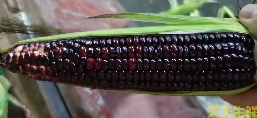 广州农产品配送告诉你,常见玉米的品种有哪些?(图2) 广州农产品配送告诉你,常见玉米的品种有哪些?(图2)
