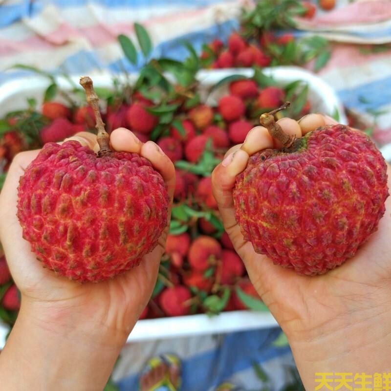 荔枝的品种有哪些?广州蔬菜配送公司科普(图6) 荔枝的品种有哪些?广州蔬菜配送公司科普(图6)