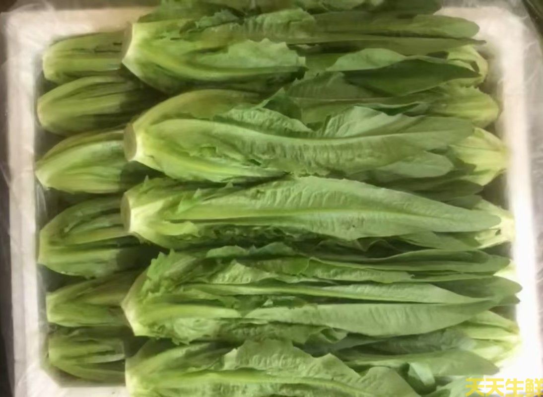 2024年7.8月份蔬菜价格为什么连续上涨(图3) 2024年7.8月份蔬菜价格为什么连续上涨(图3)